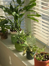 potted plants on a window sill