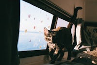 a black cat standing outside of a window