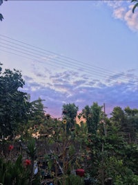 a fenced in yard with trees and bushes